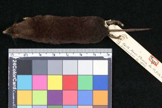 Image of Nelson's Small Eared Shrew