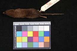 Image of Large-toothed Shrew
