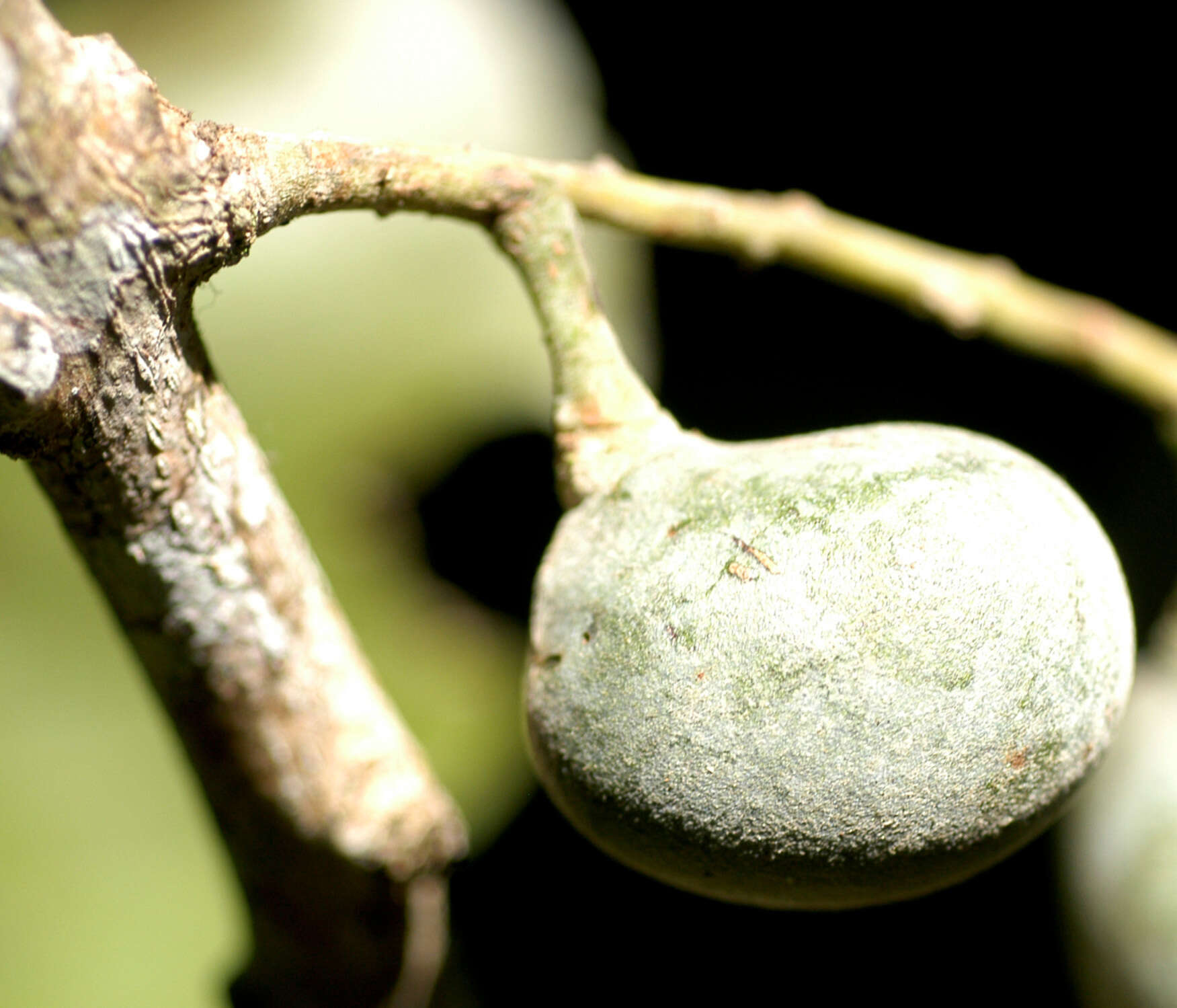 Image of Telitoxicum Moldenke