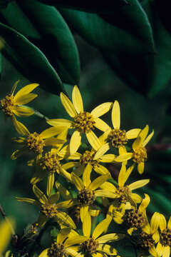 Image of Pentacalia epiphytica (O. Kuntze) Cuatrec.