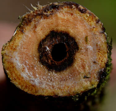 Image de Tetrapterys calophylla A. Juss.