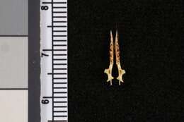 Image of Sorex monticolus elassodon Osgood 1901