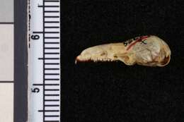 Image of Grizzled Mexican Small-eared Shrew