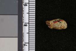 Image of Orizaba Long-tailed Shrew