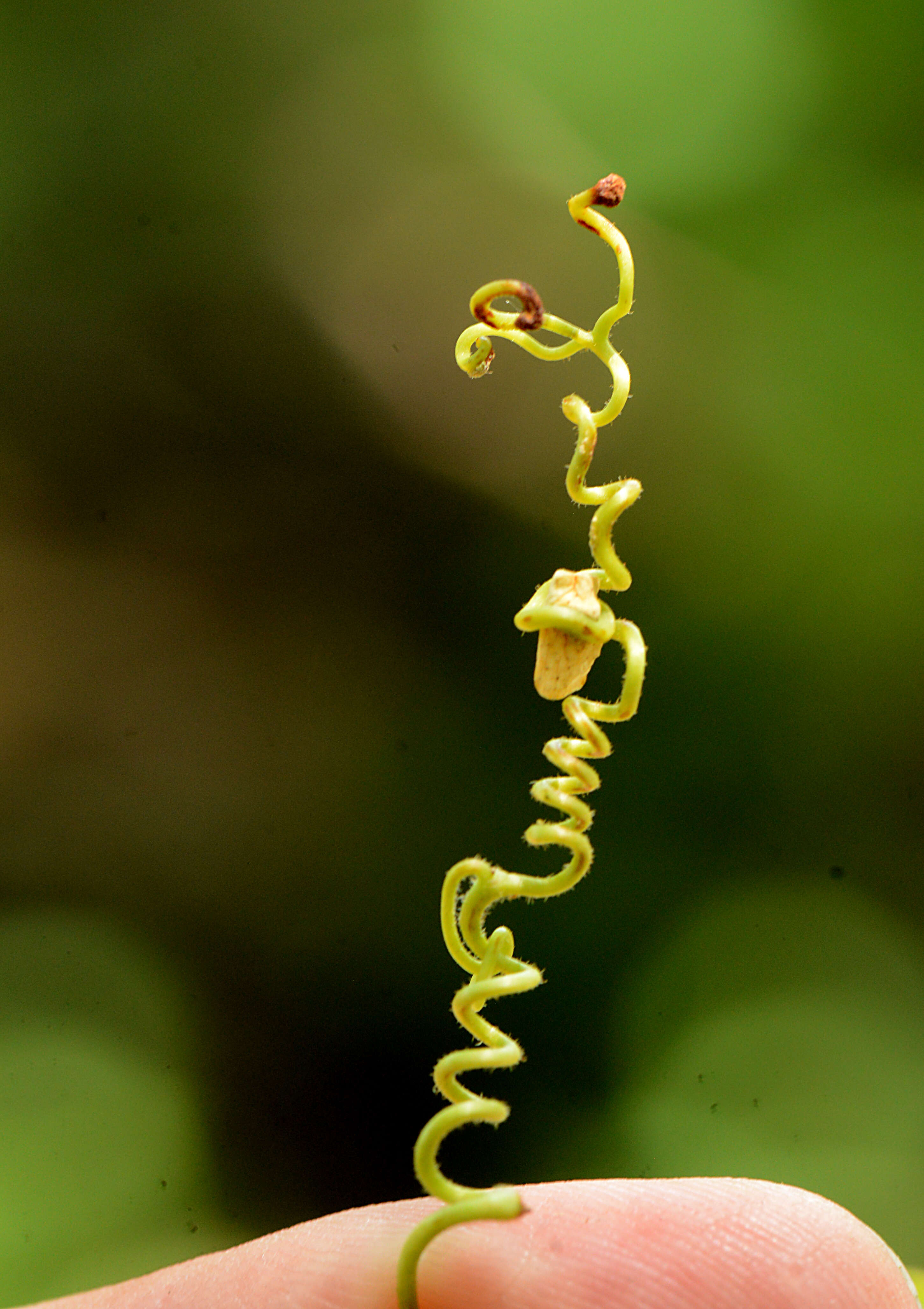 Image of Antigonon cinerascens Mart. & Galeotti