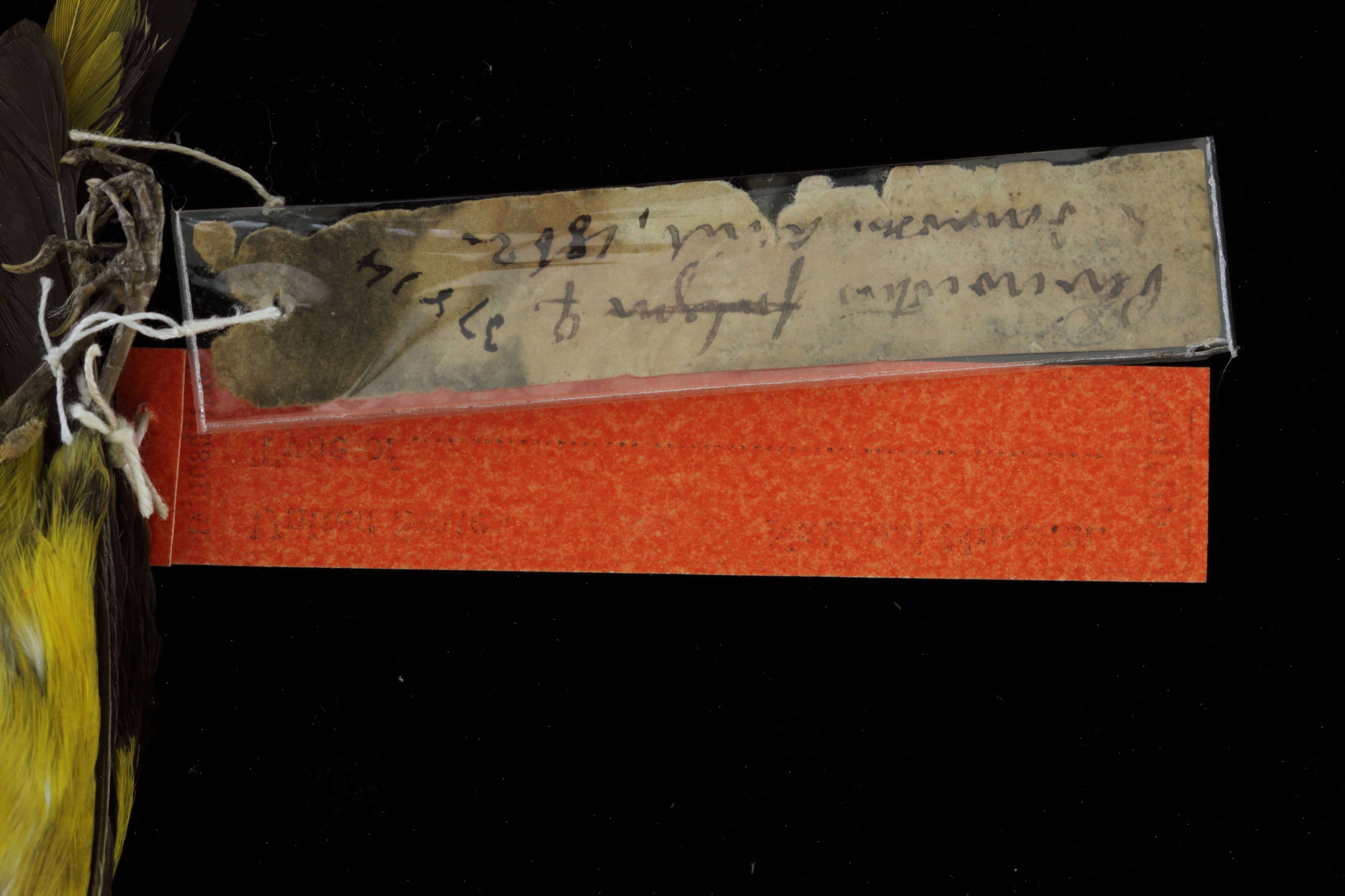 Image of Pericrocotus solaris griseogularis Gould 1863