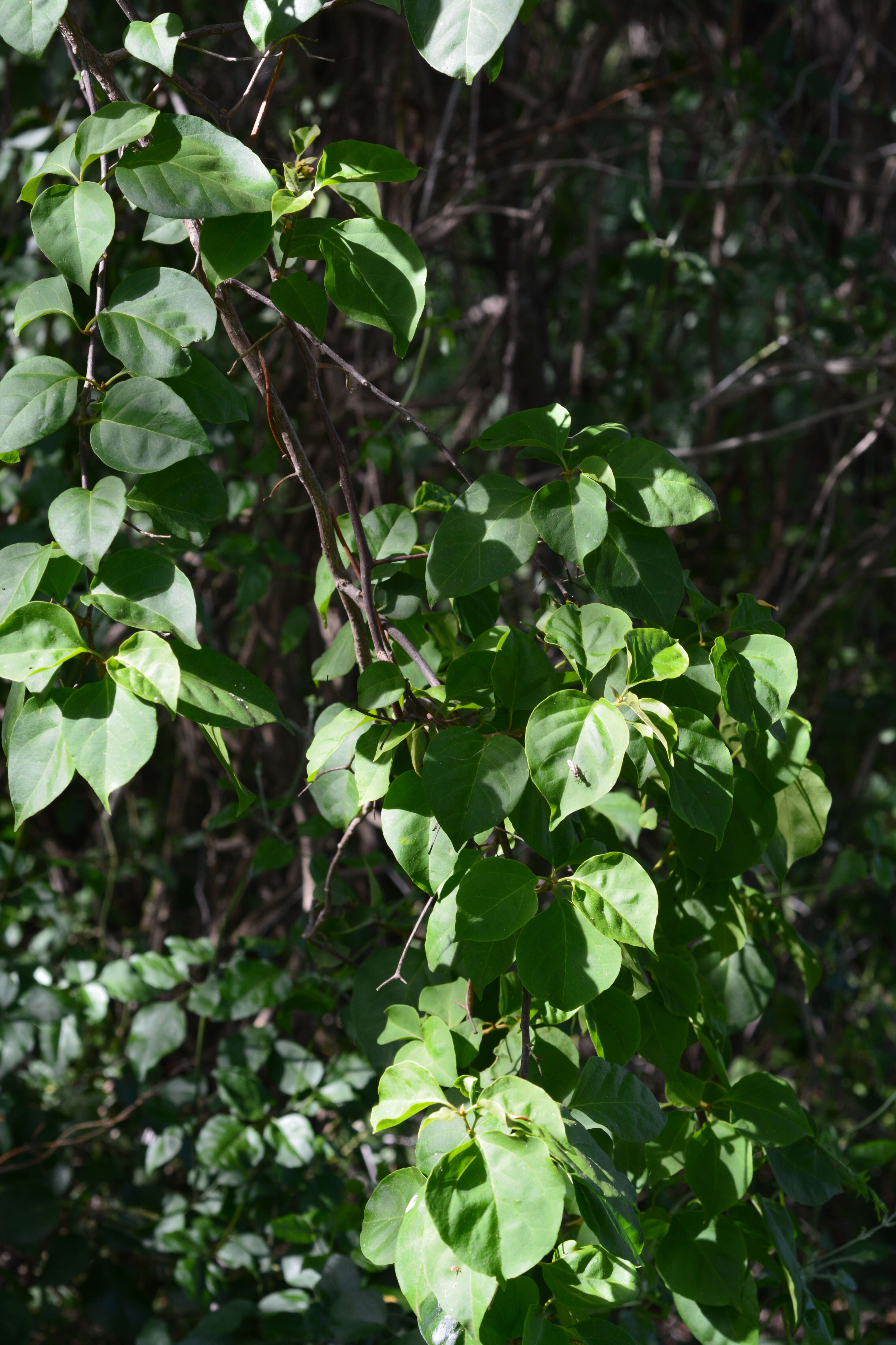 Image of Bougainvillea Comm. ex Juss.