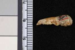 Image of Talamancan Small Eared Shrew