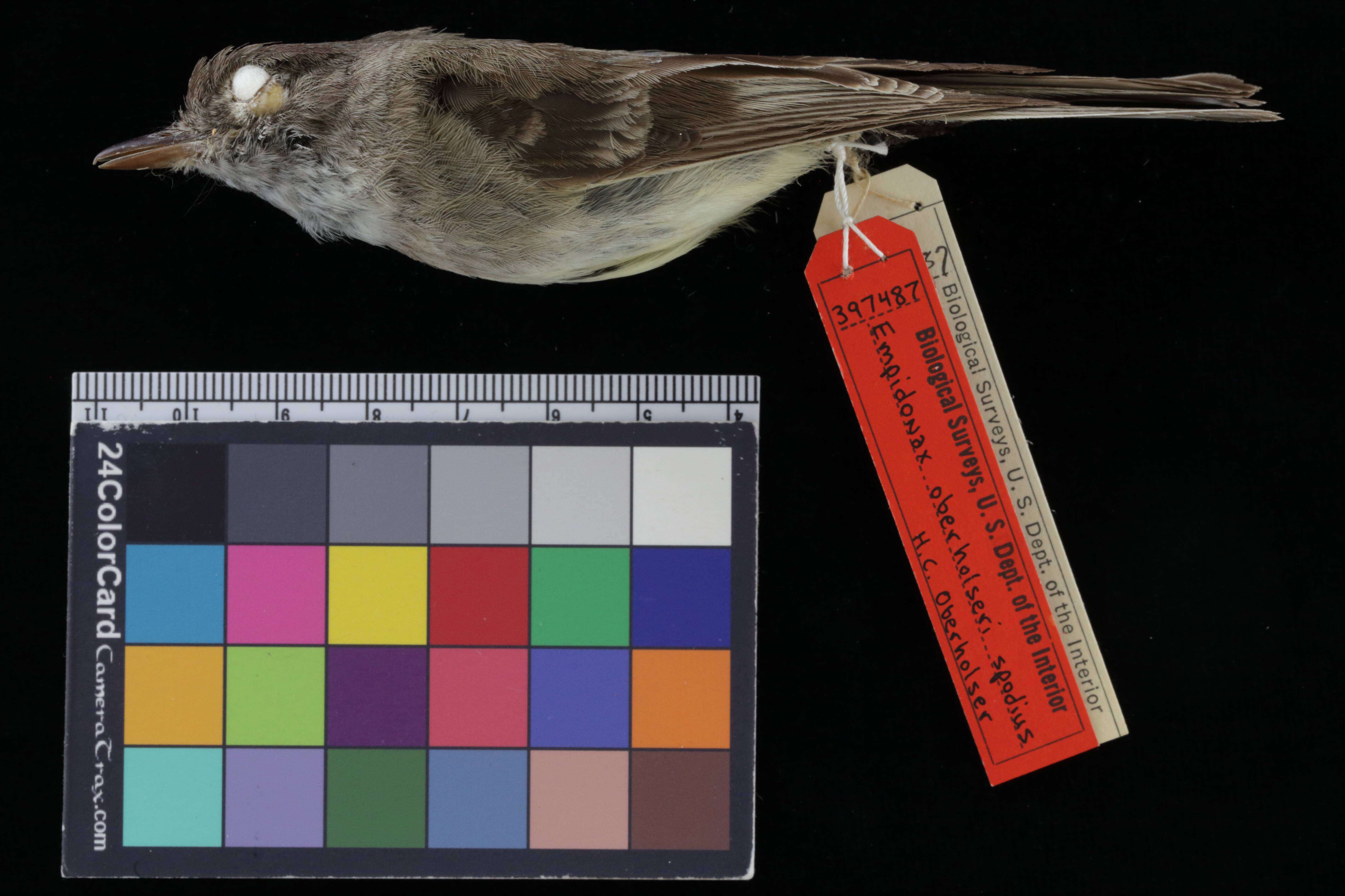 Image of American Dusky Flycatcher