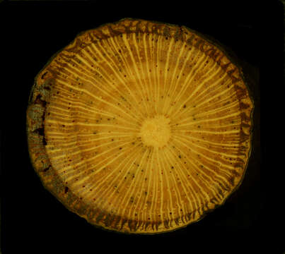 Image of Guatteria scandens Ducke