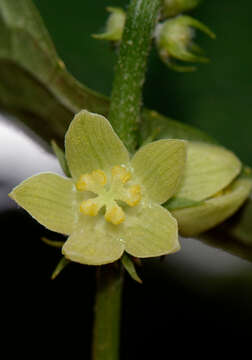 Image of Sechium edule subsp. edule