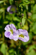 Image of Chinese violet