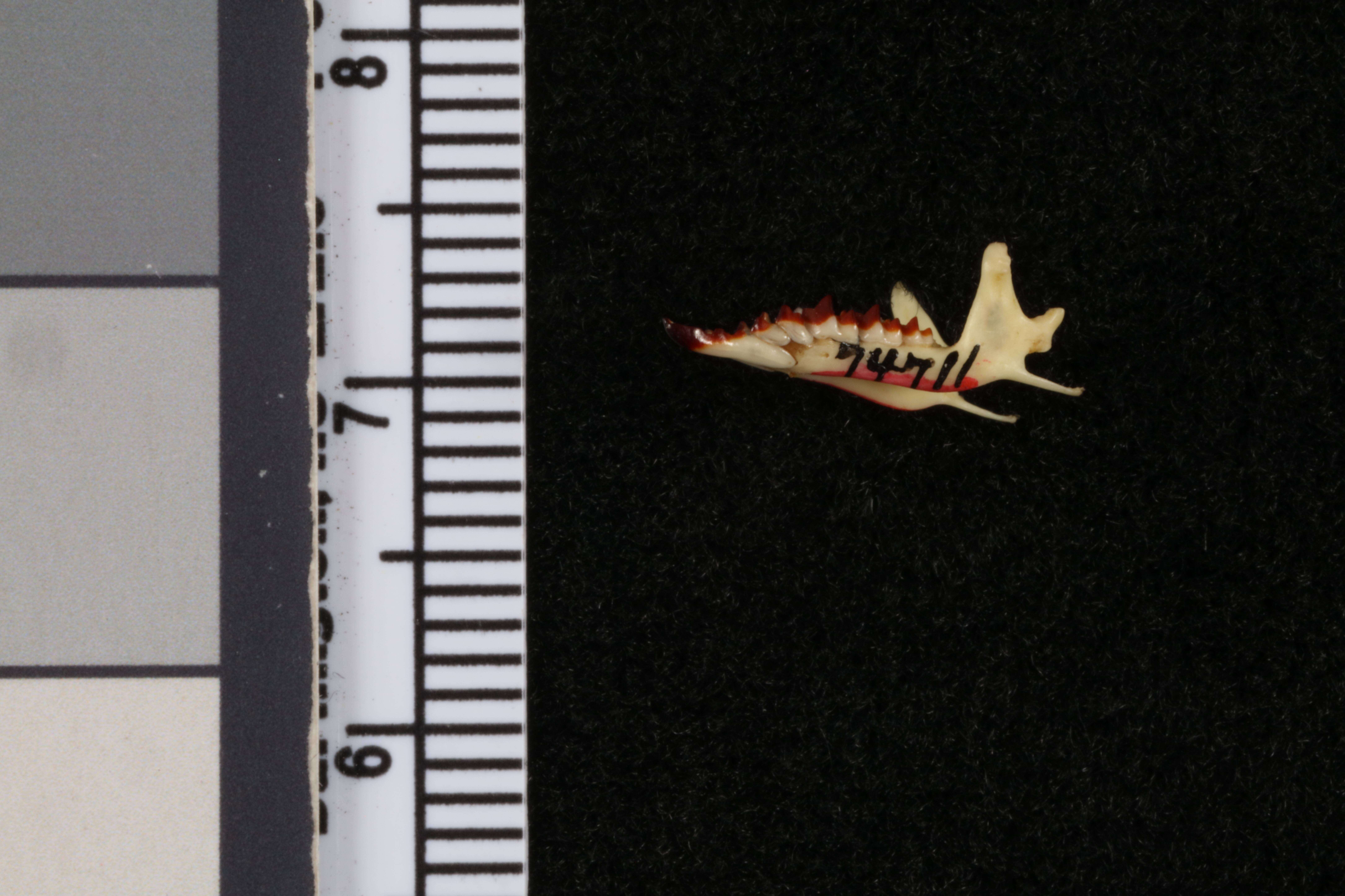 Image of Sorex monticolus longicaudus Merriam 1895