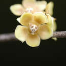 Sivun Salacia impressifolia (Miers) A. C. Sm. kuva