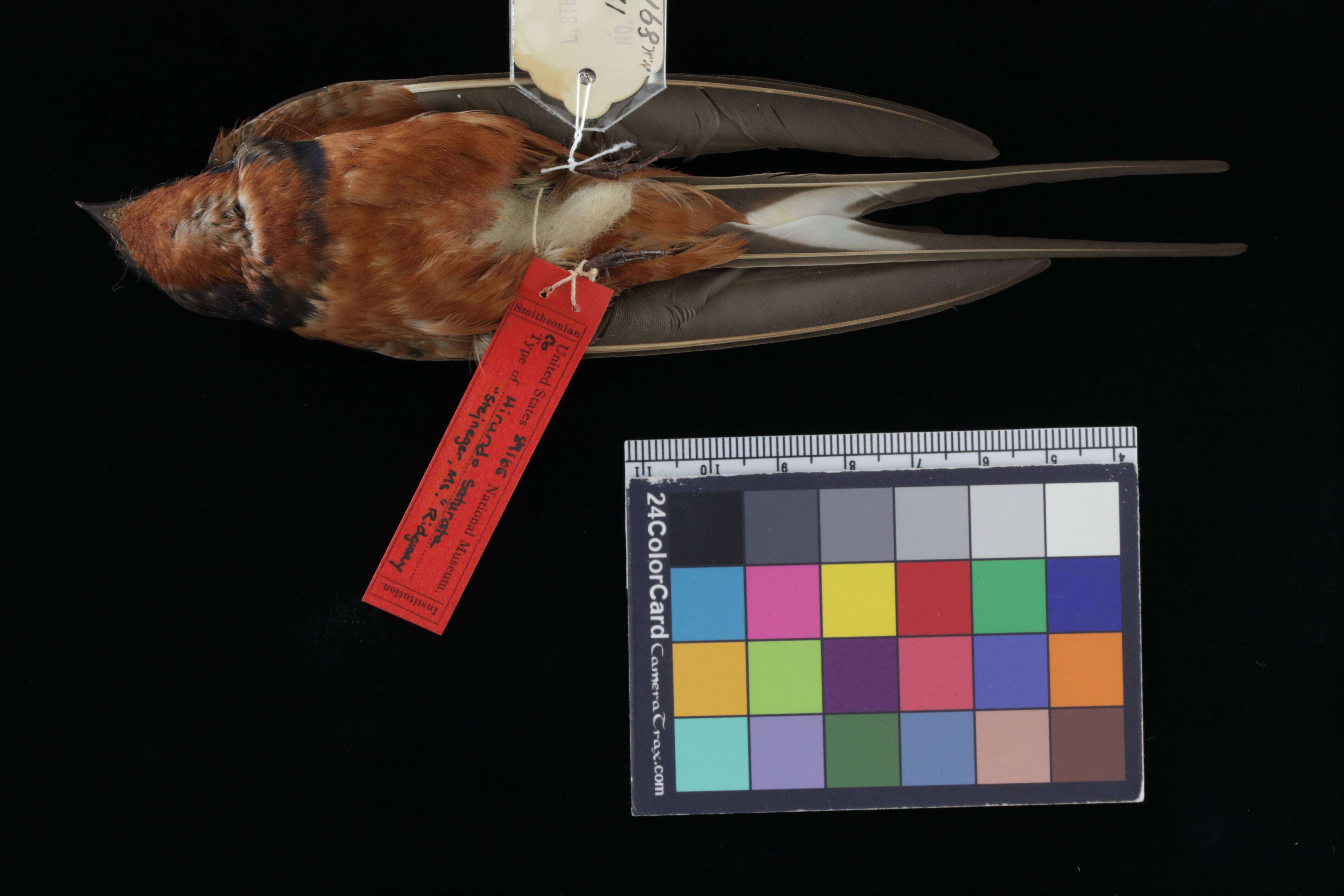 Image of Hirundo rustica saturata Ridgway 1883