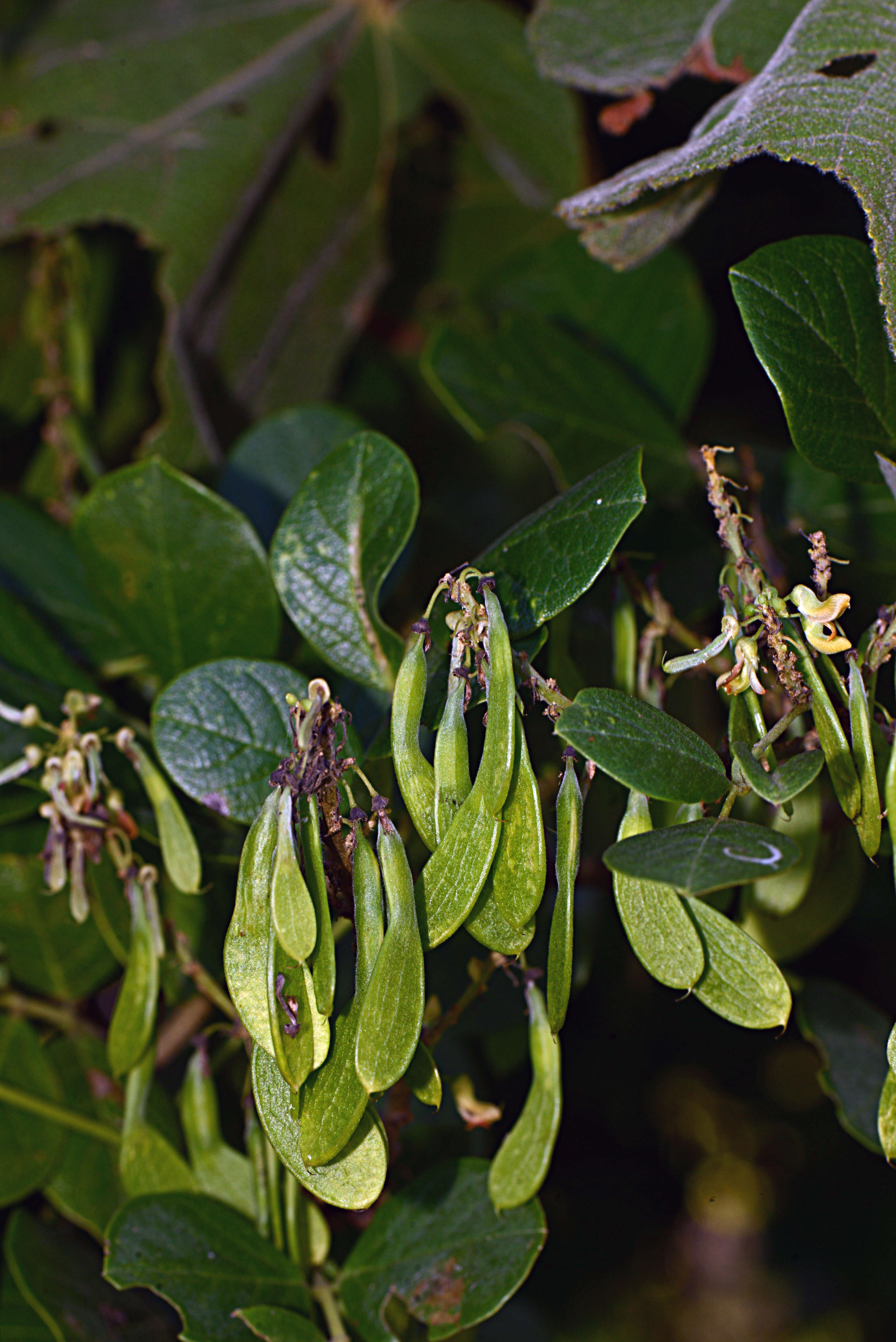 صورة Nissolia fruticosa var. fruticosa