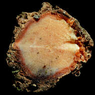 Image of Tetrapterys styloptera A. Juss.