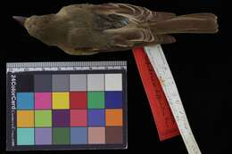 Sivun Empidonax difficilis difficilis Baird & SF 1858 kuva