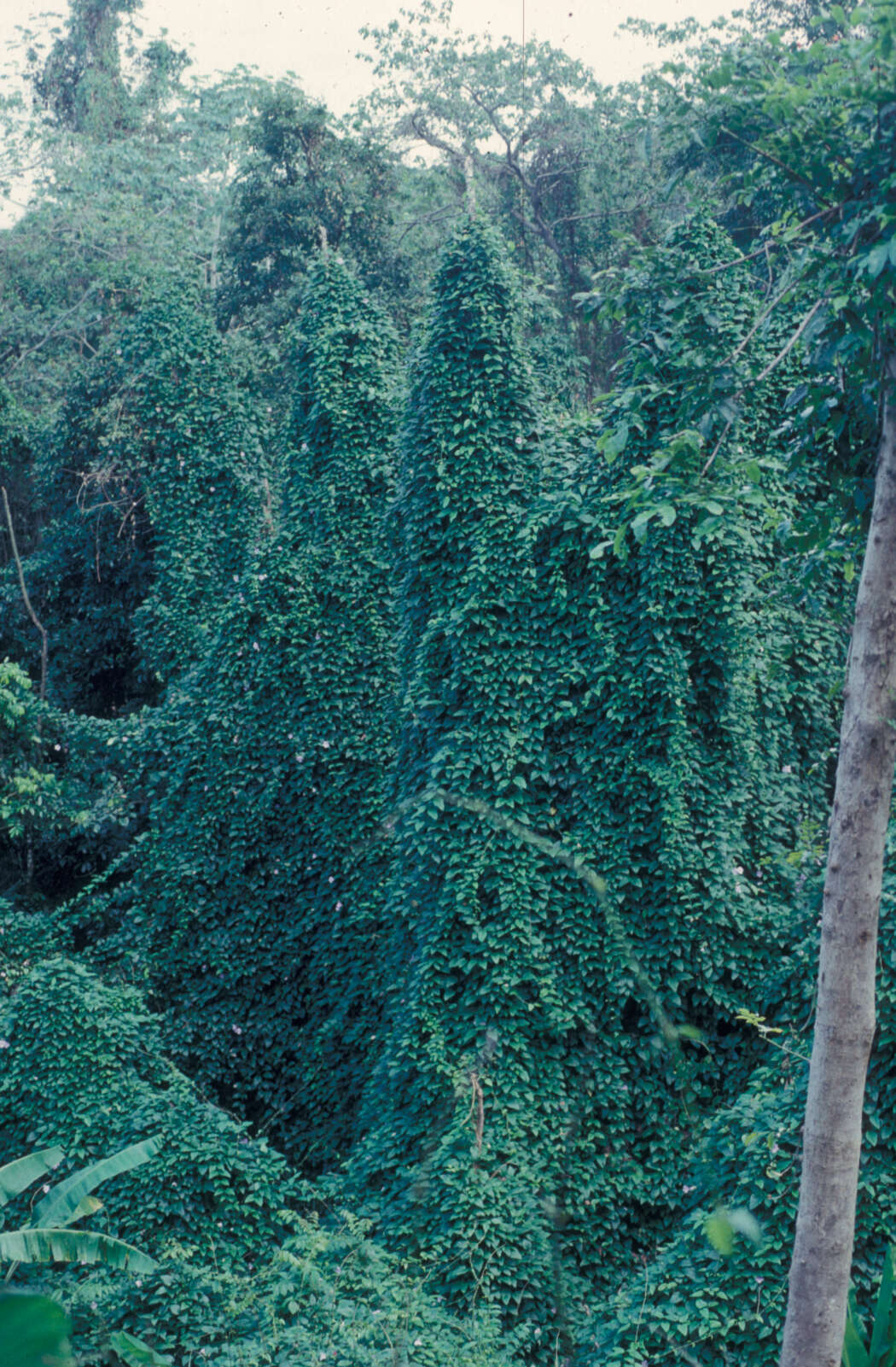 Image of Bengal clock vine