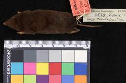 Image of Mexican Small-eared Shrew