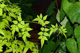 صورة Jasminum L.