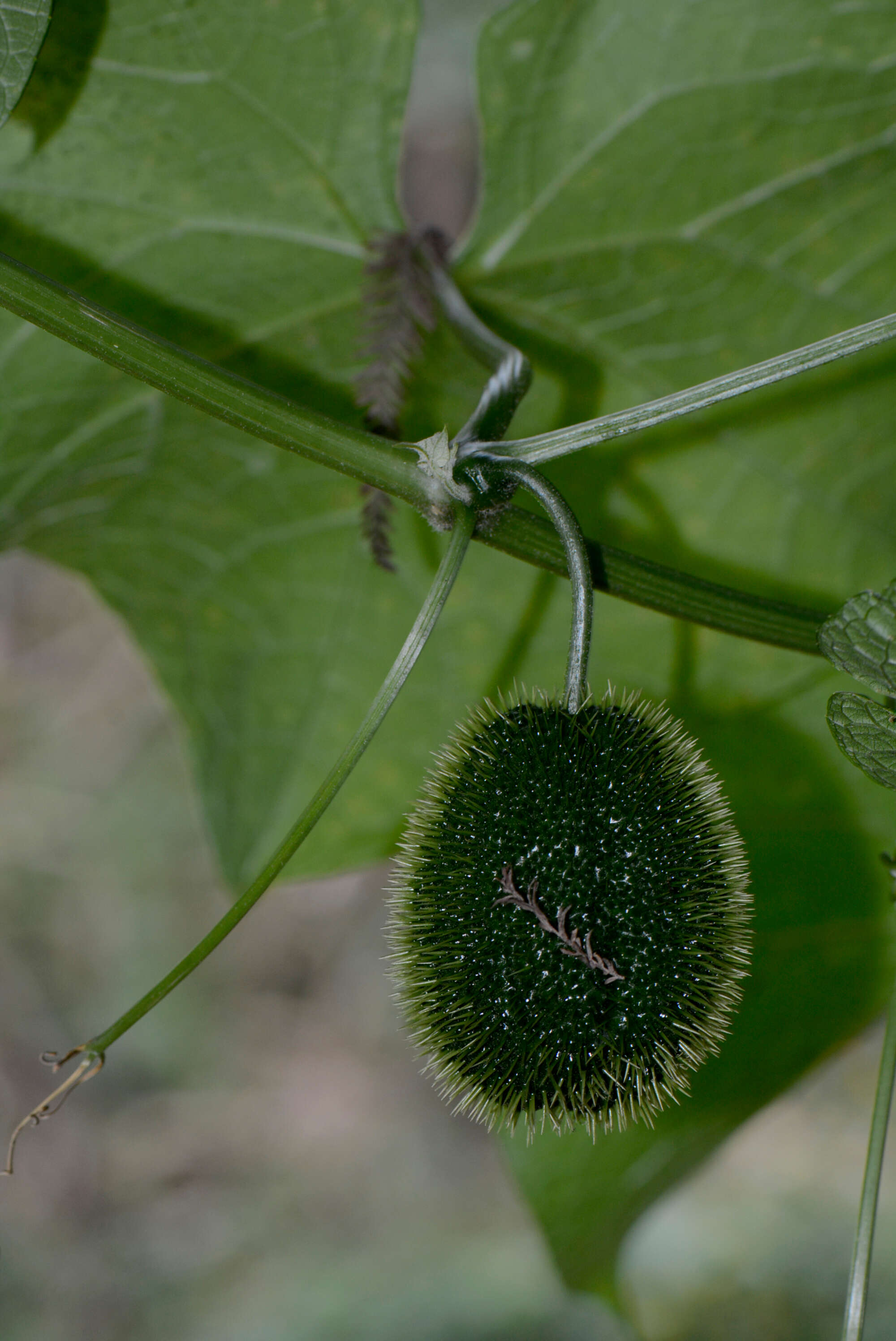 Sechium edule resmi