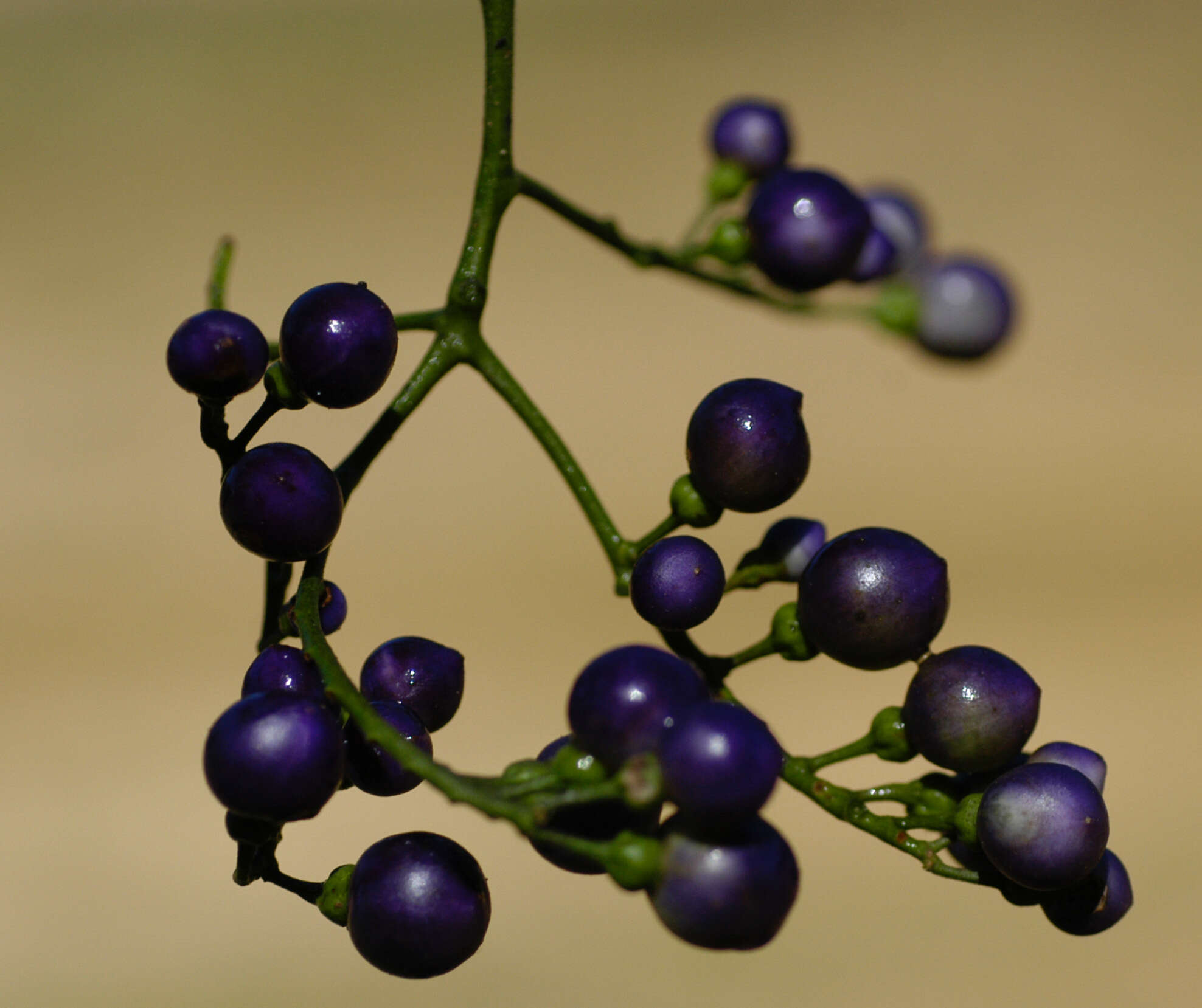 Image of Solanum uncinellum Lindl.
