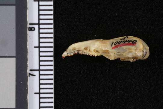 Image of New Mexico Shrew