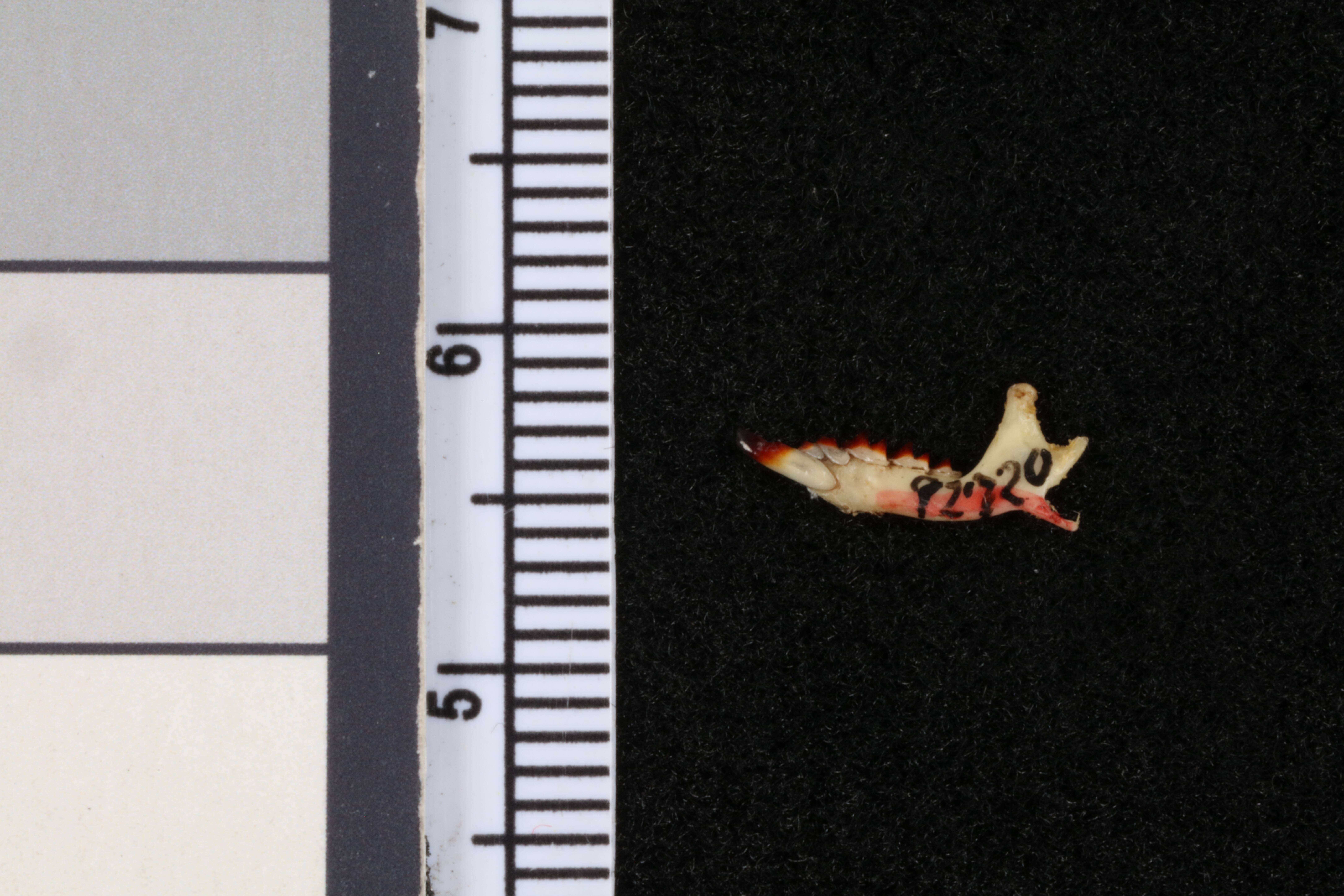 Image of Cryptotis parva pueblensis Jackson 1933