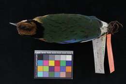 Image of Blue-winged Pitta