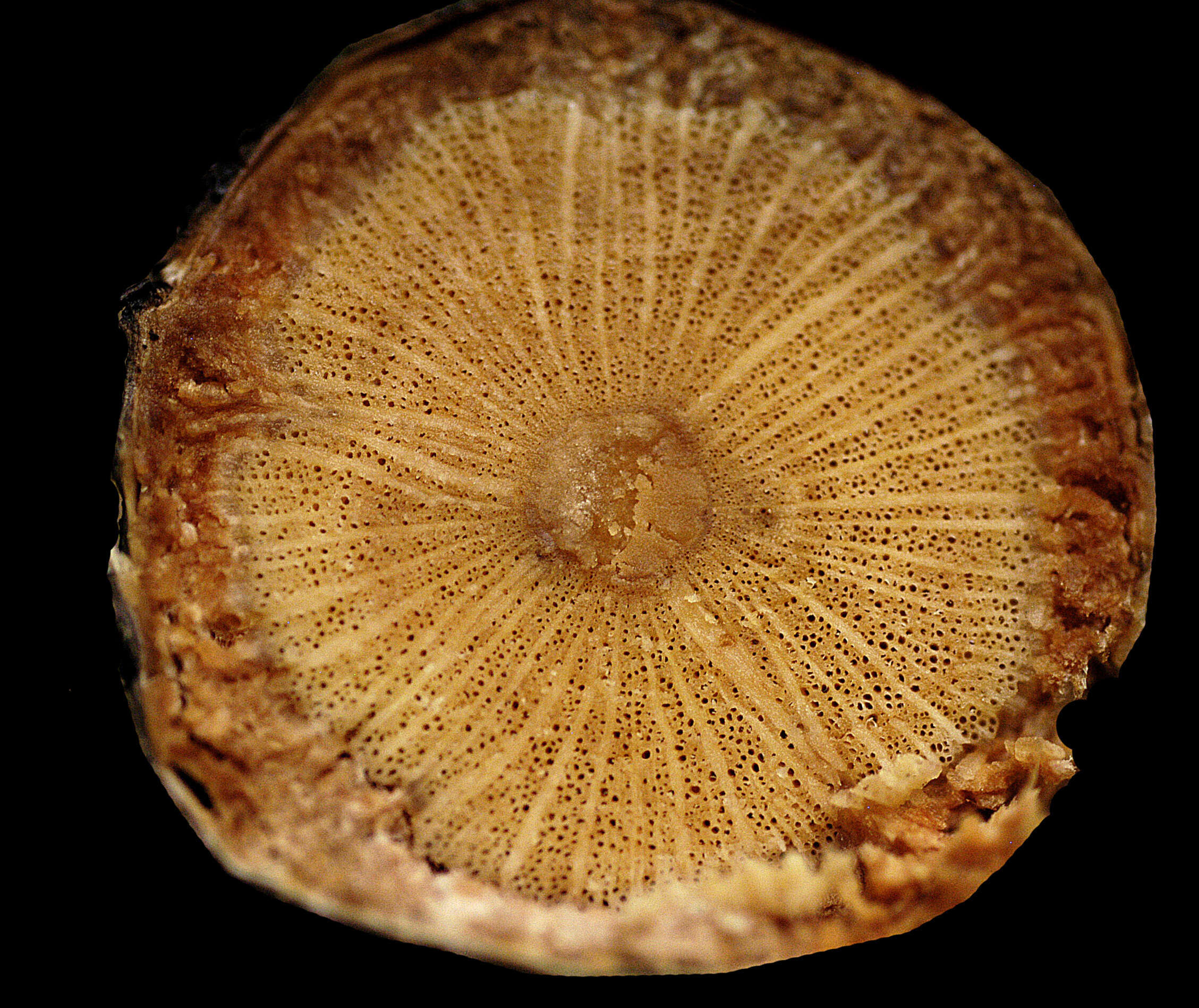 Image of Dichapetalum rugosum (Vahl) Prance