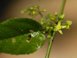 Image of Byttneria benensis Britton