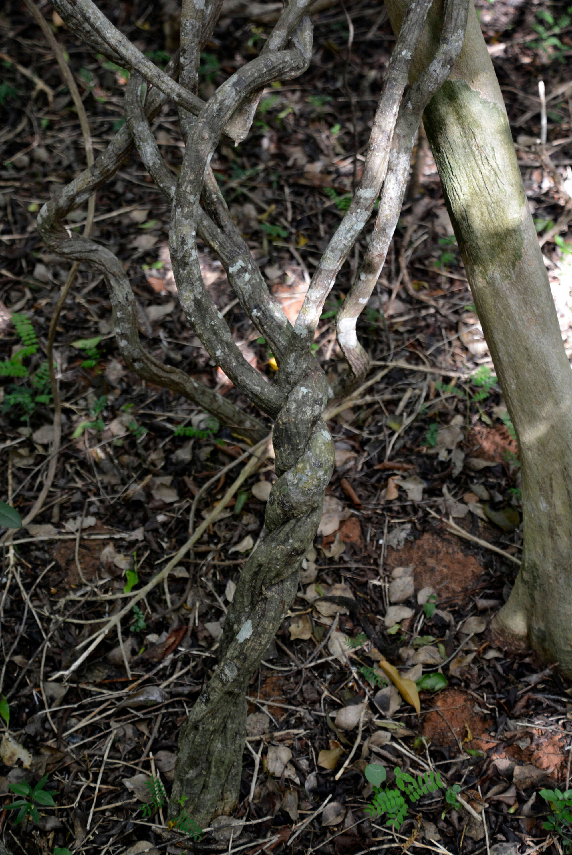 Image de Chiococca alba (L.) Hitchc.