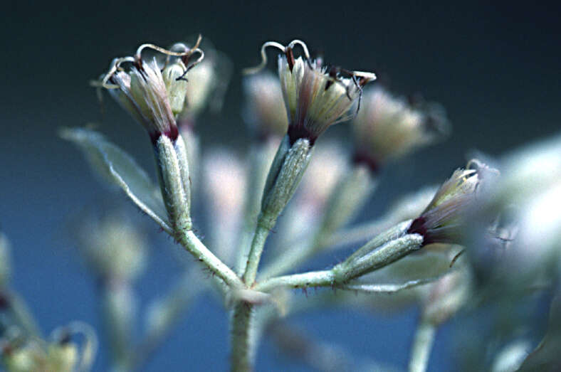 Mikania fragilis Urban resmi