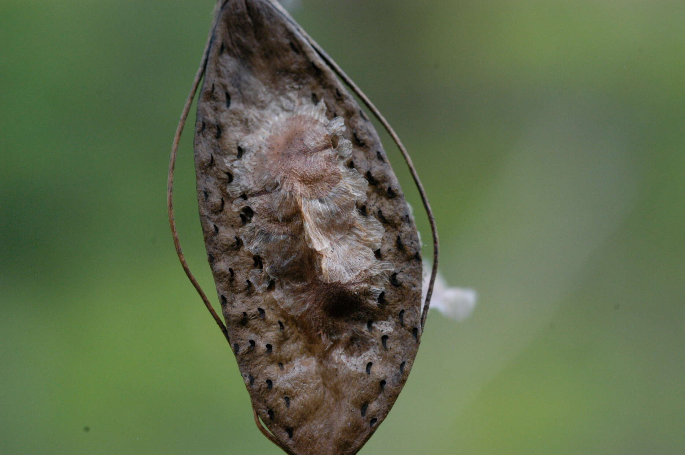 Слика од Amphilophium lactiflorum (Vahl) L. G. Lohmann