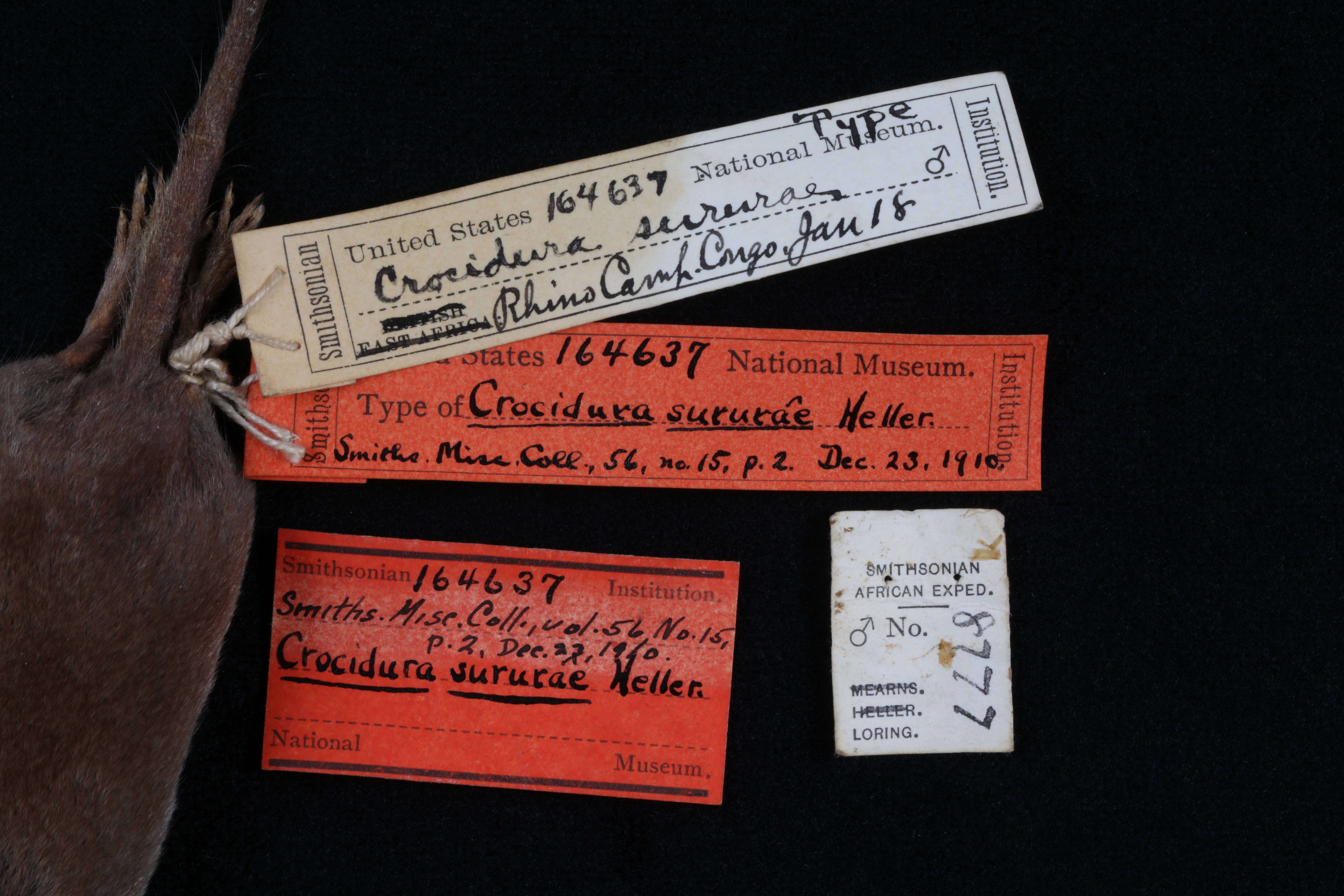 Image of Crocidura olivieri sururae Heller 1910
