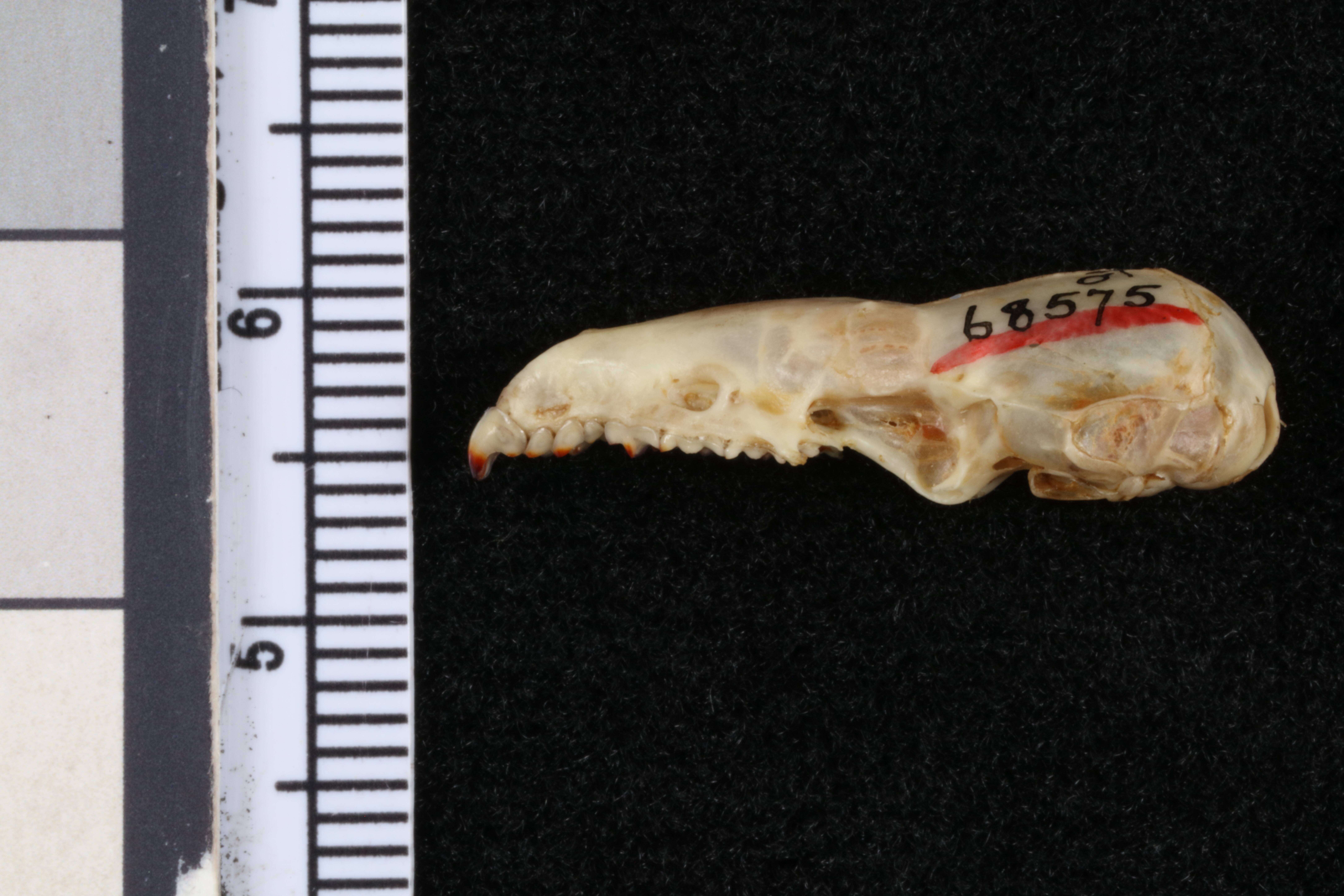 Image of Big Mexican Small-eared Shrew