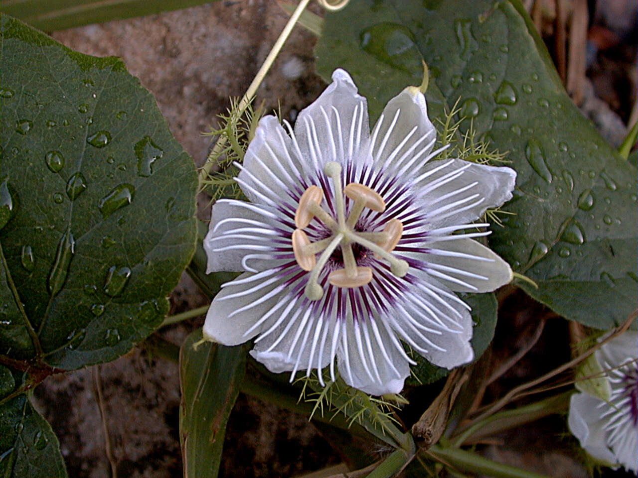 Image of fetid passionflower