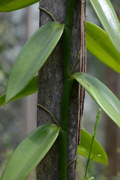 Image of Vanilla Plum. ex Mill.