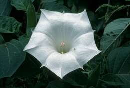 Image de Datura innoxia P. Miller