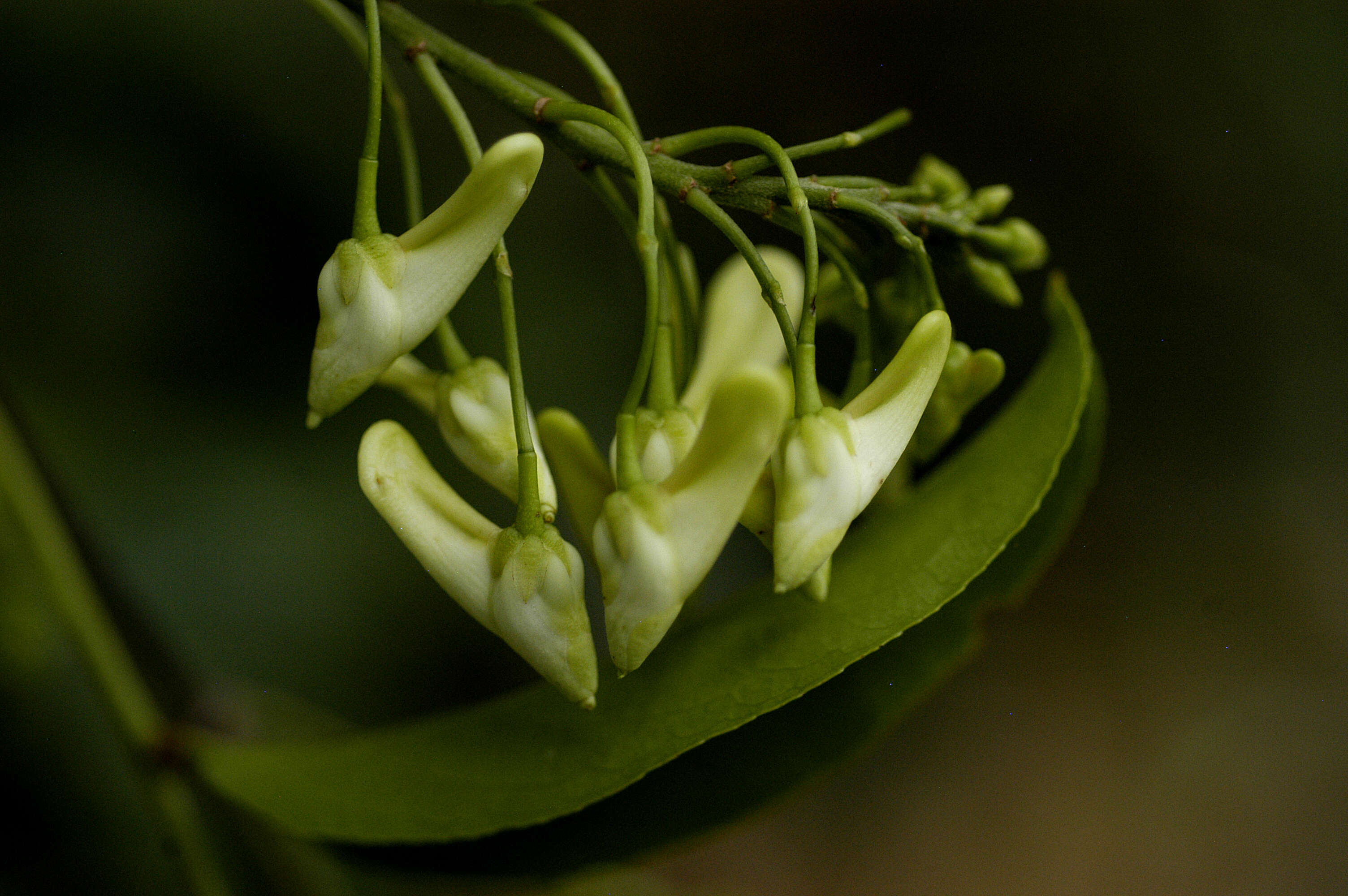 Image of Calyptrion arboreum (L.) Paula-Souza