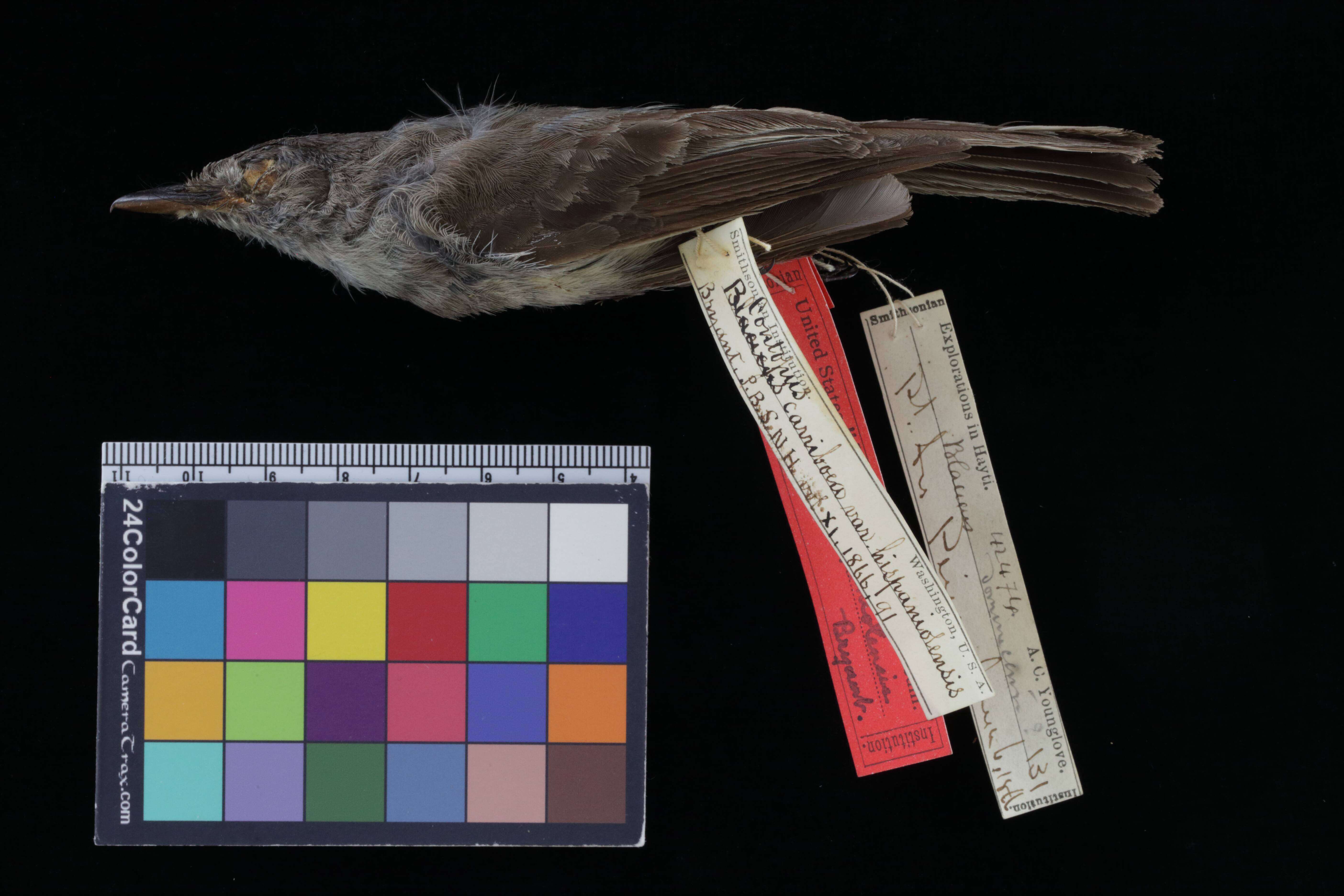 Image of Cuban Pewee