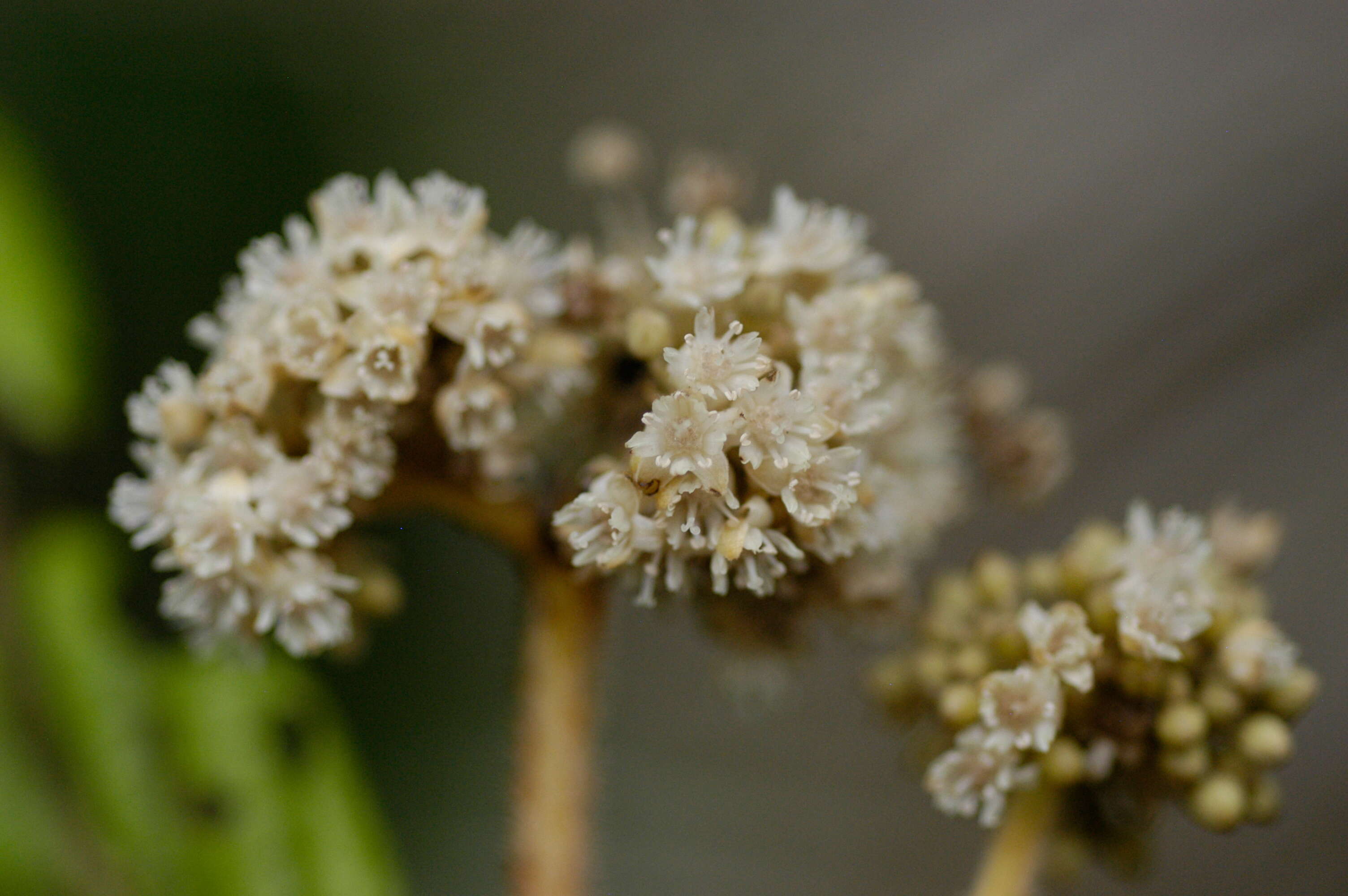 Imagem de Dichapetalum rugosum (Vahl) Prance