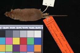 Image of Alexandrian Shrew