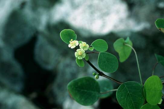 Image of manchineel berry