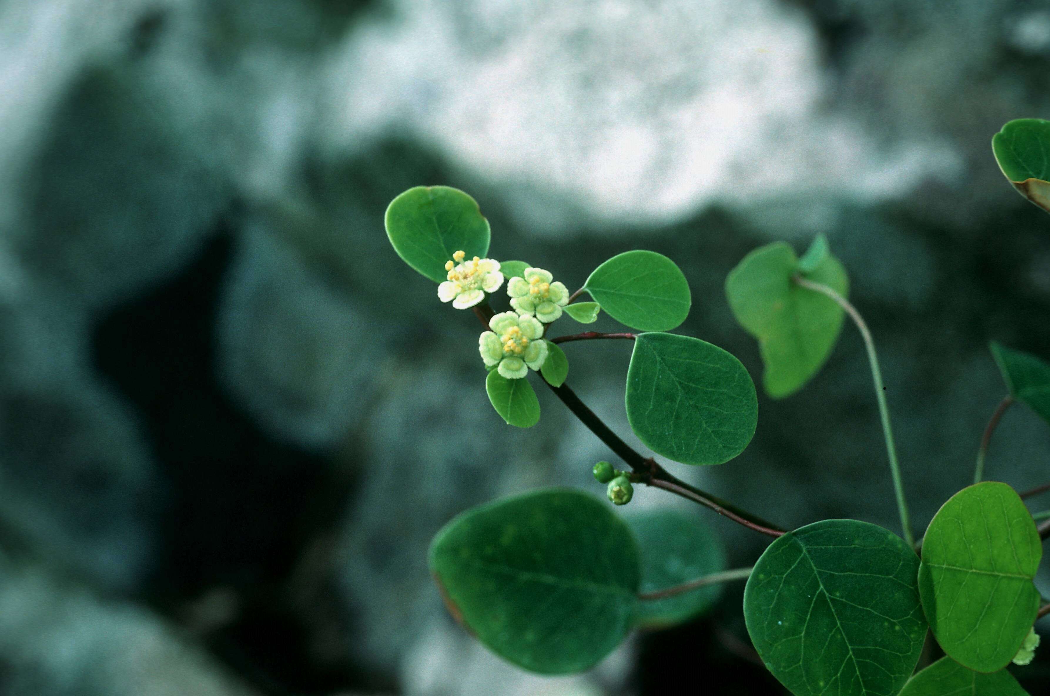 Imagem de Euphorbia petiolaris Sims