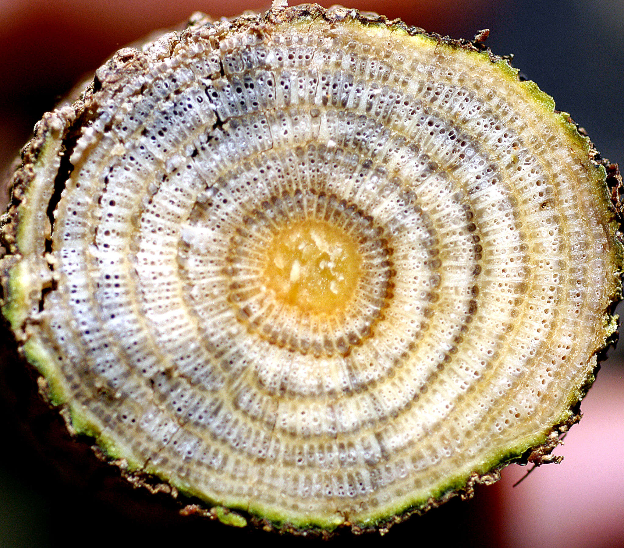 Image of Anomospermum reticulatum (C. Martius) Eichler