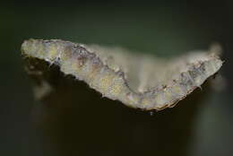 Image of Rhynchosia erythrinoides Schltdl. & Cham.
