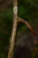 Image of Dalbergia glabra (Mill.) Standl.