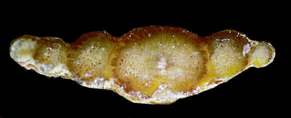 Image of Crab's-Eye